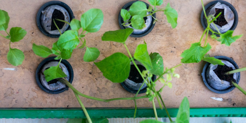 Growing Plants with Coconut Coir