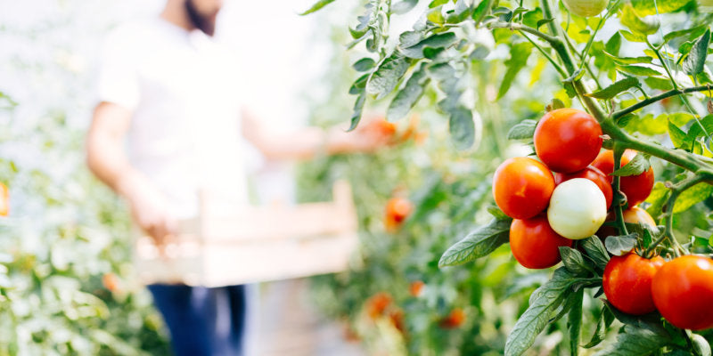 Best Kept Secrets of Hydroponics