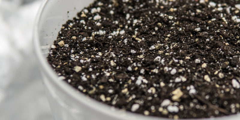 Growing Plants with Perlite